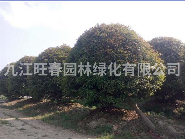 桂花